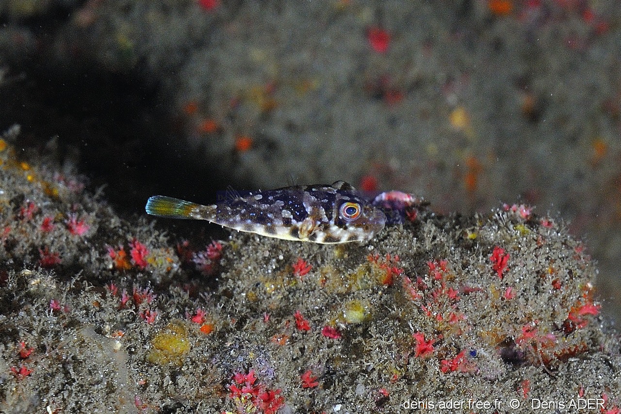 Sphoeroides marmoratus Compere de Guinee juv-Acores SMig Baixa Pisao-12m-20170828-Denis-ADER-DSC_0726_tn.jpg